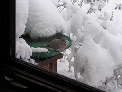 If you want to attract birds to your yard in winter, give them a bath 