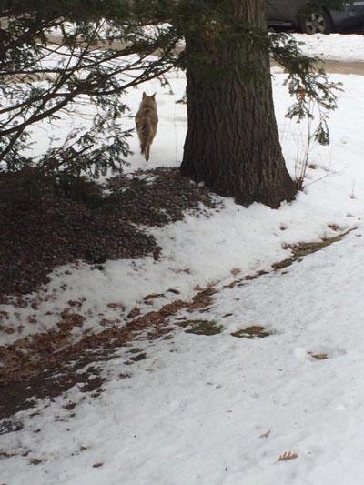 A University Grove resident took a photo of this coyote in her yard in
January.