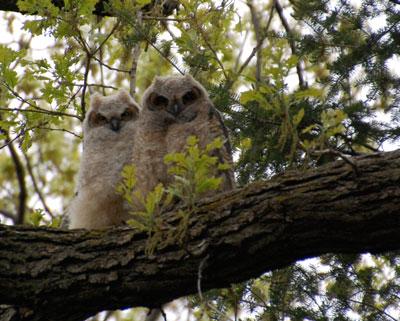 The great horned owlets (Photo by David Wark)