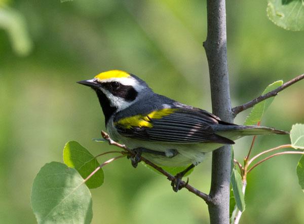 A golden-winged warbler. Photo by Laura Erickson