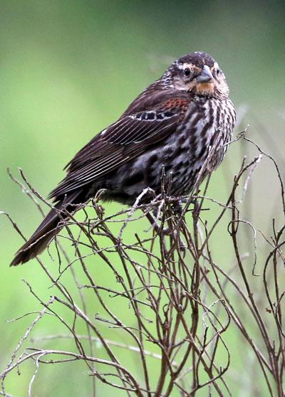 A female red-winged blackbird. Photos by C. Harris Mallory