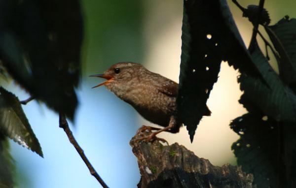 The elusive winter wren Photo by Monica Bryand