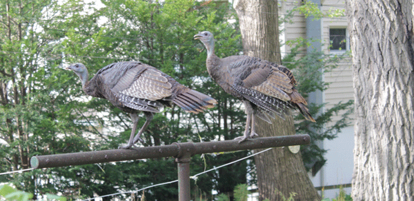It's turkeys all over. These aren't the Birdman's turkeys, but they were seen on a backyard clothesline in the area recently. Bugle photo