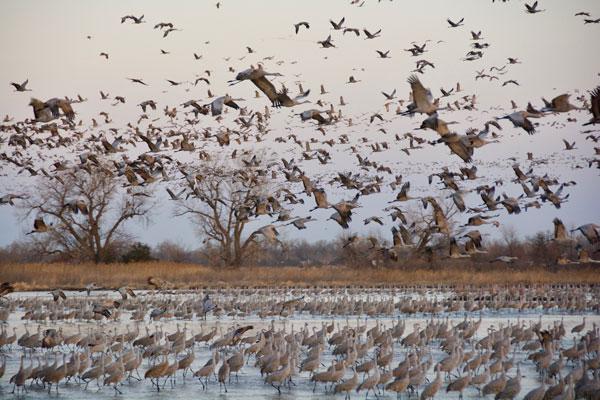 Sandhill cranes fill the sky near Kearney, Neb. Photo by Jeremy Wight
