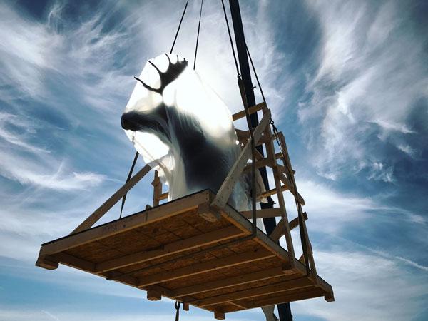 Crews moved 10 huge dioramas from the Bell’s 1940s-era building on the U’s Minneapolis campus to the new Bell Museum in Falcon Heights, including this taxidermied moose.