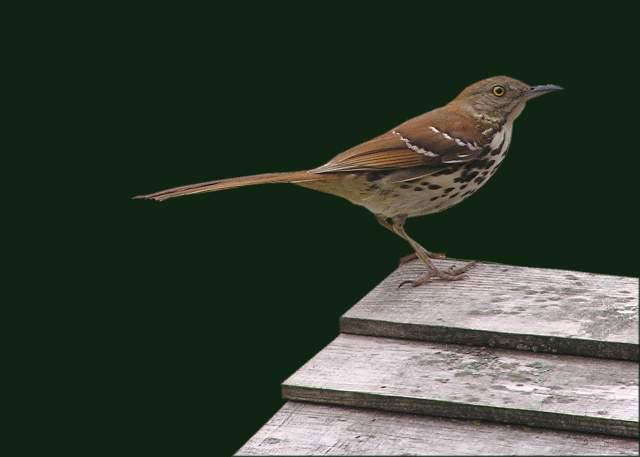 A brown thrasher. Photo by Linda Krueger