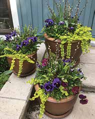 Beautiful flowers, like the ones pictured above, will be on display in the biennial St. Anthony Park Garden tour.
Photo by Mary Maguire Lerman.