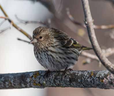 Pine Siskin. Photo credit by Laura Erickson
