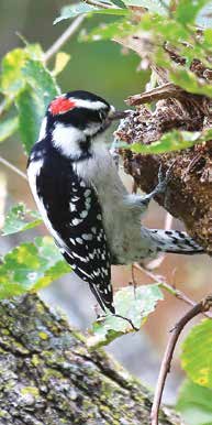 Downy woodpecker. Photo by Harris Mallory.