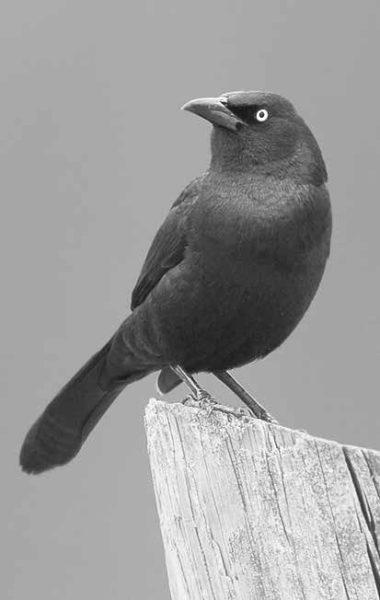 Common grackle. Photo by Linda
Krueger.