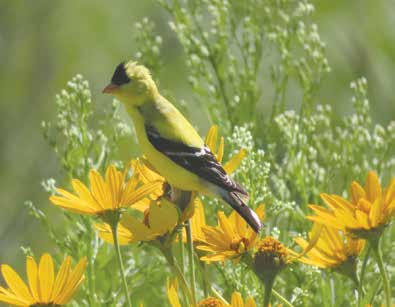 Goldfinch. Photo by Cigale Ahlquist.