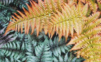 Ferns have many cultural meanings related to the idea of death: humility, sincerity, and hope for future generations. Photo by Transition
Town ASAP.