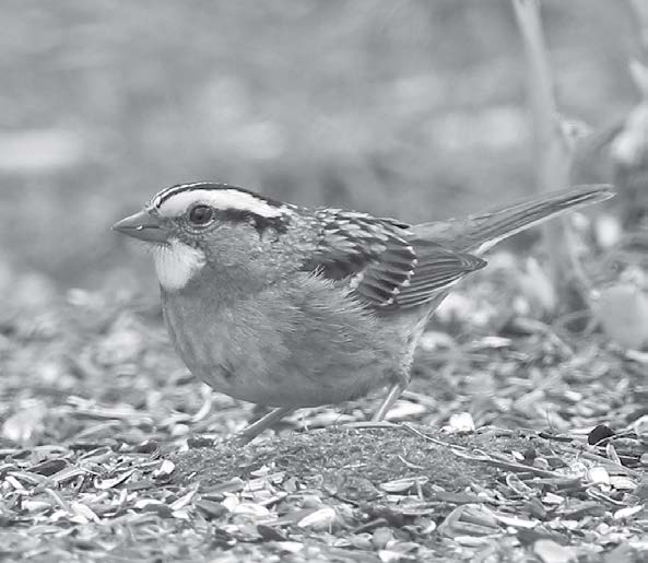 Those singing white-throated sparrows