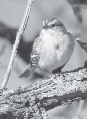 American Tree Sparrow. Photo by
Harris Mallory.
