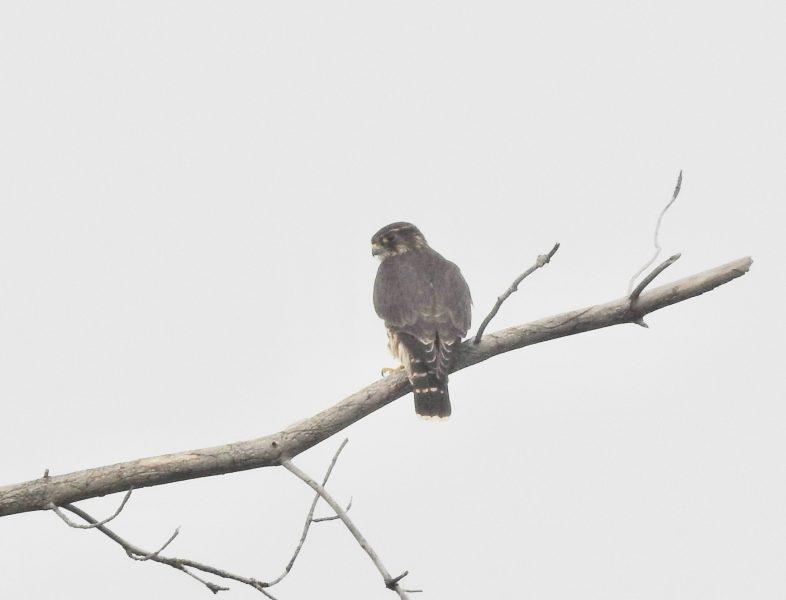 The tenacious, mighty merlin