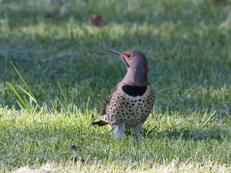 All about the northern flicker