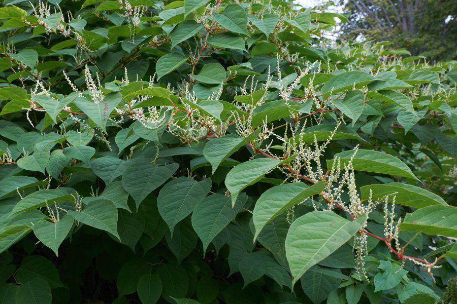 Knotweed battle moves to yards