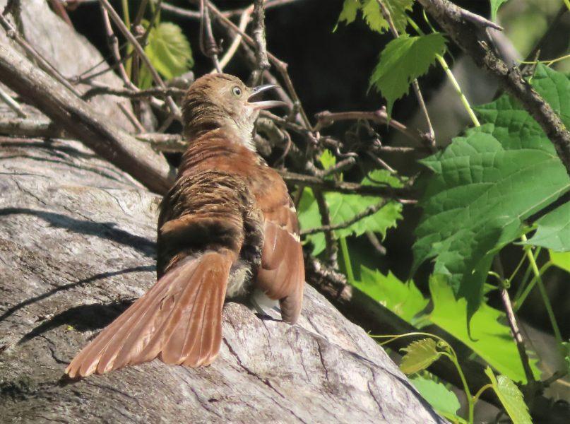 Spreading its tail feathers, this bird may have been engaged in “anting.” Photo by Cigale Ahlquist.