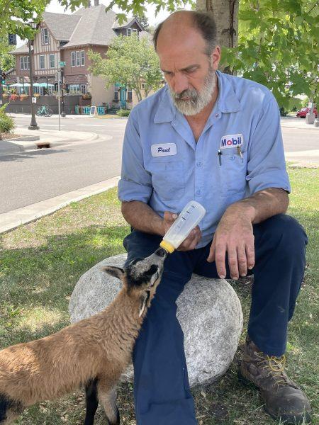 Paul Hueg bottle feeds Blaze, a baby lamb that is an American Blackbelly hair sheep. Photos by Sarah CR Clark.