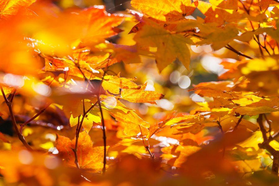 autumn leaves