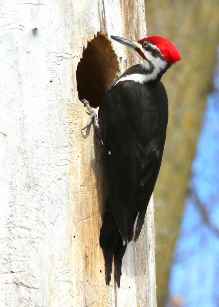 Pileated woodpecker Photo by Harris Mallory.
