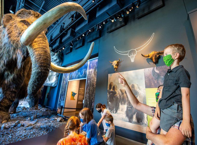 Young Bell visitors interact with the wooly mammoth in the Pleistocene Minnesota diorama. Photo courtesy
of the Bell Museum.