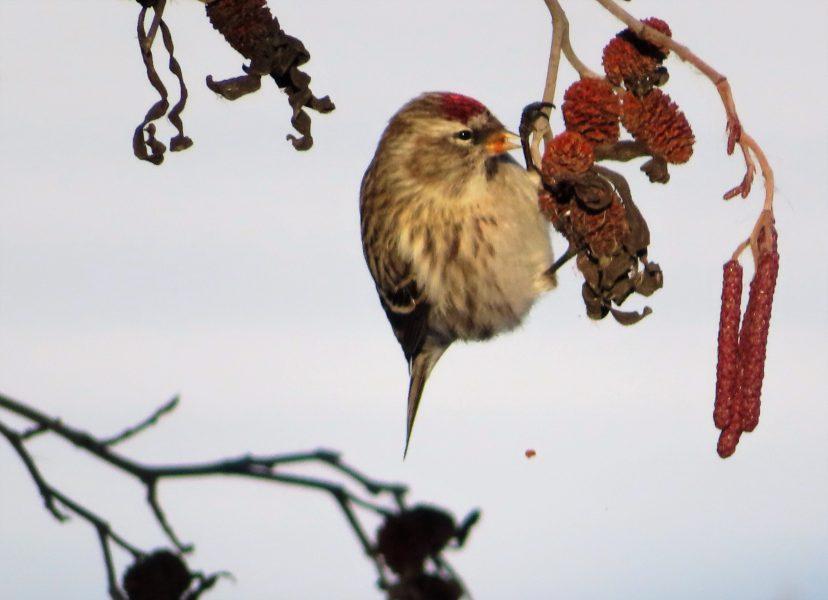 A common Redpool. Photo by Cigale Ahlquist.
