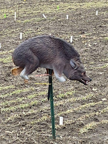 A pouncing coyote decoy at Minnesota’s Agricultural Experiment
Station guards a field plot of winter barley. Photo by Sarah CR Clark.