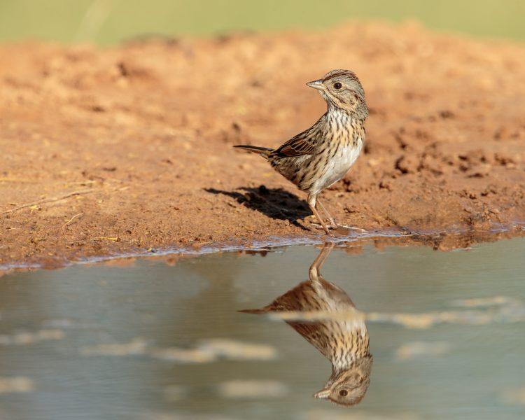 A look at the Lincoln’s Sparrow￼