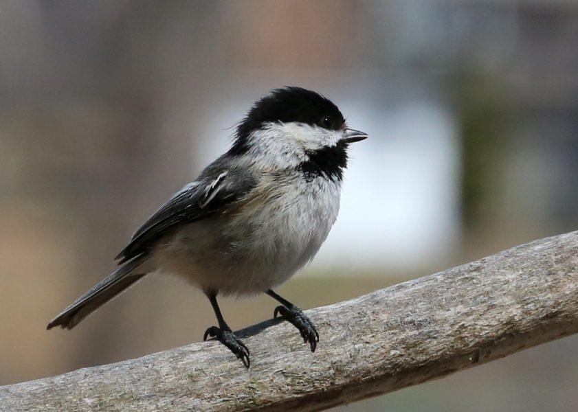 An adventure with a Chickadee nest￼