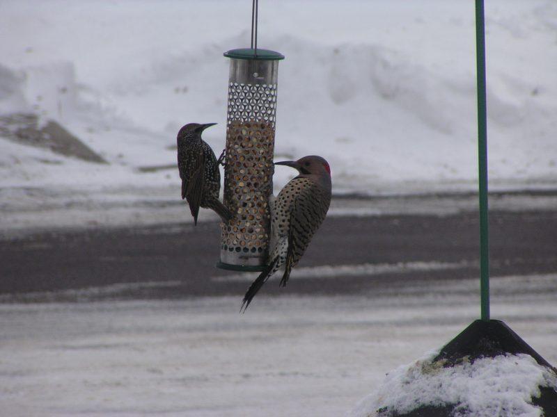 A Starling, (bird on left) on a peanut feeder with a Northern Flicker.
Photo by Clay Christensen.