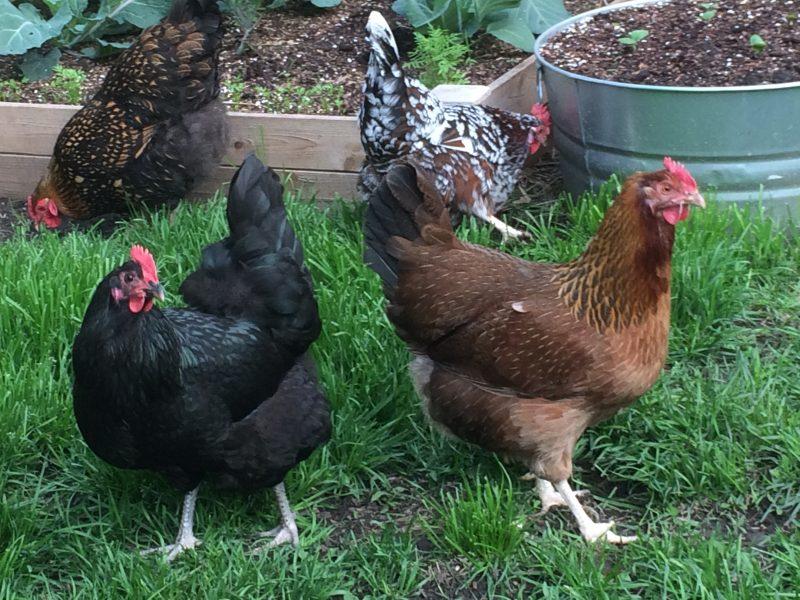 These are among backyard chickens being raised by Elizabeth Carls and
Tim Whitley. Photo courtesy by Elizabeth Carls.