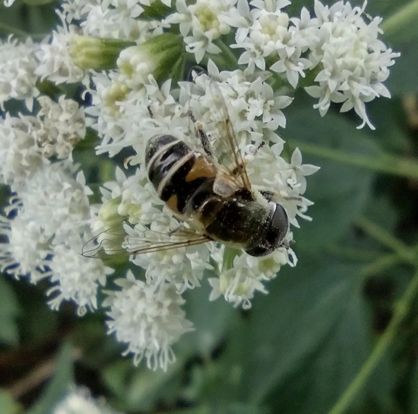 Pollinator garden templates, guides and other resources are available via
the Lawns to Legumes (Minnesota Board of Water and Soil Resources)
at bwsr.state.mn.us/l2l. Photo by Drew Henderson.