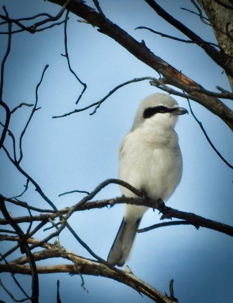 Why different birds come and go