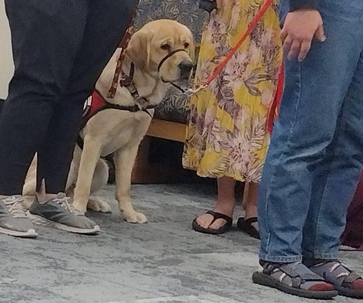 U’s FETCH program pairs students, trainer dogs