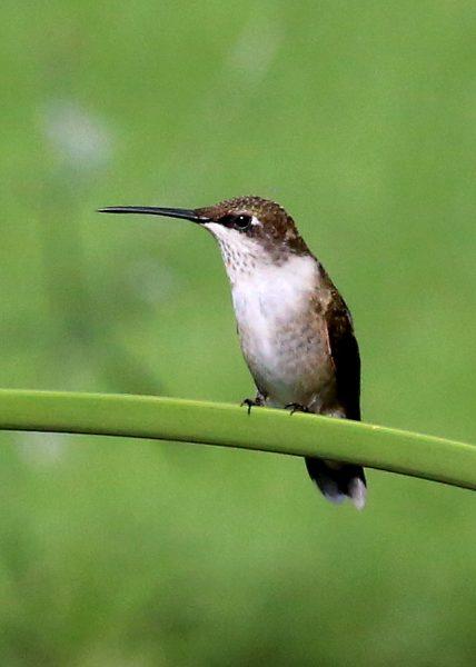 The angry hummingbird