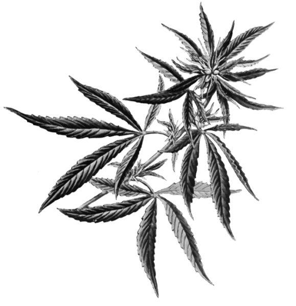 Lauderdale exploring municipal cannabis business