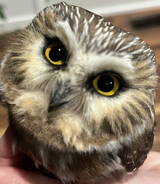 Reflections of a senior birdwatcher