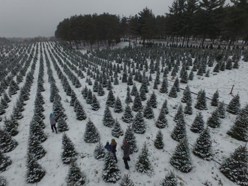 Hansen Tree Farm, December 2016.