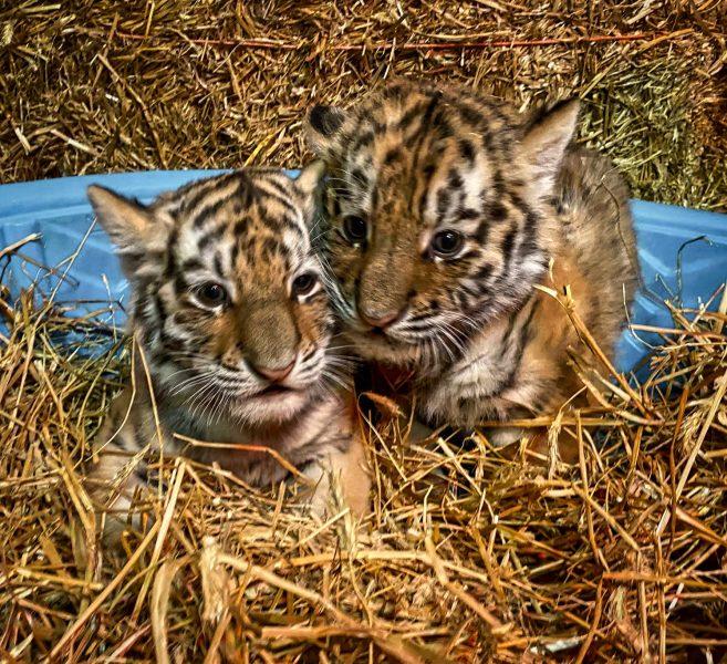 Como Zoo announces birth of Amur tiger cubs Marisa &amp; Maks