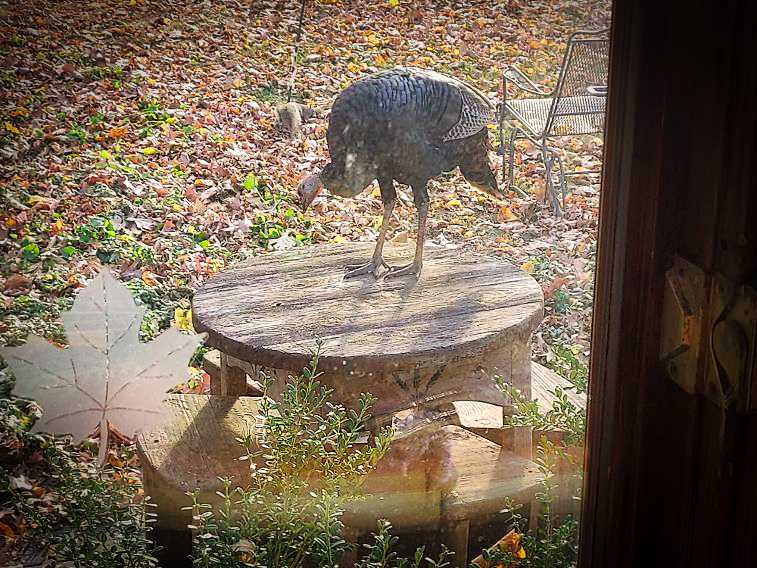 Turkey vs. squirrel and a final column