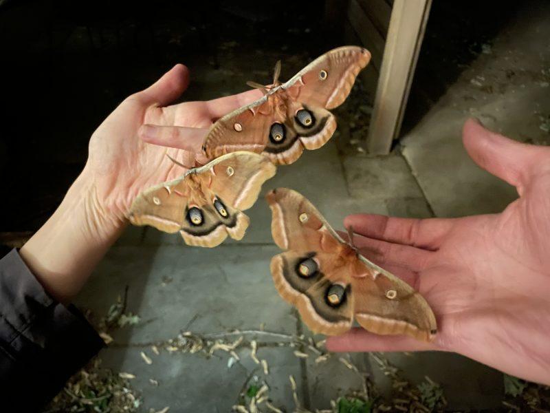 Raising caterpillars to butterflies, moths