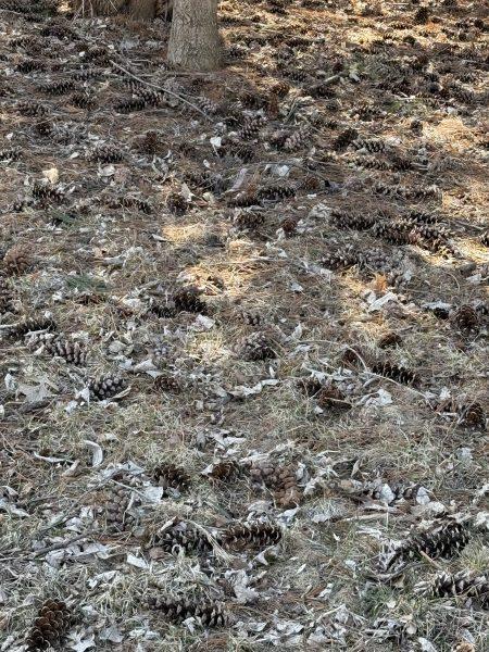 The ‘Great Conifer Cone Drop’ of 2025 explained