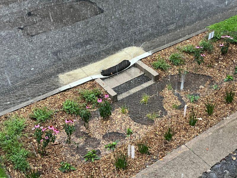 Rain gardens capture water, fight pollution: What’s not to love?