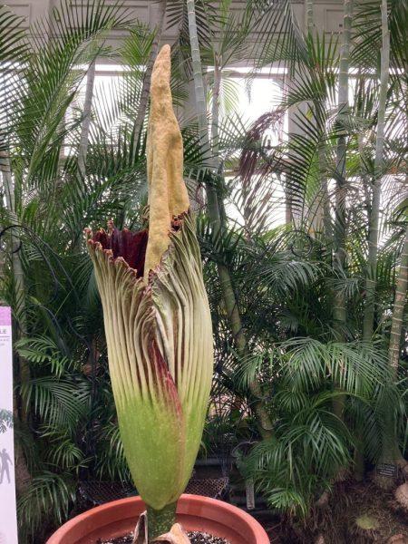 At Como Conservatory, Frederick the corpse flower raised a stink!