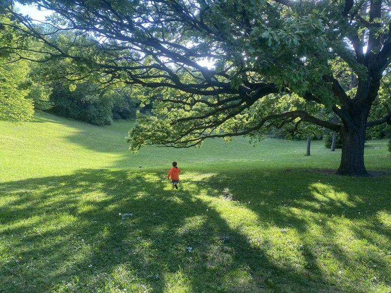 These are the trees