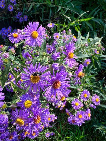 Minnesota native plant of the month: New England aster