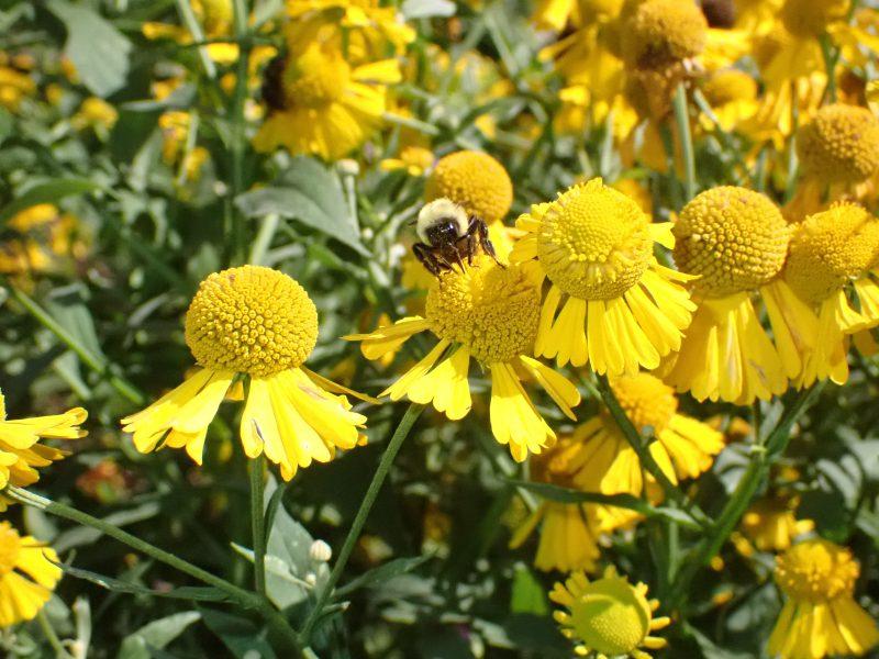 Minnesota native plant of the month: Sneezeweed