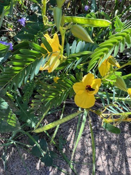 Minnesota native plant of the month: Partridge Pea