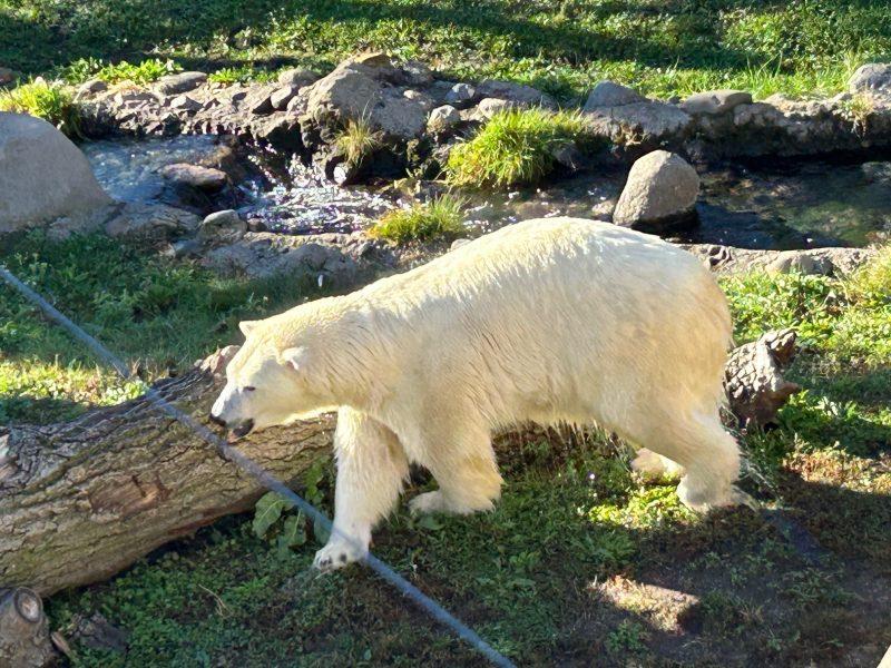 Astra joins Como Zoo polar bears